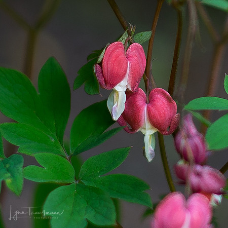 DSC_8165-1