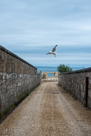 DSC_6066-1