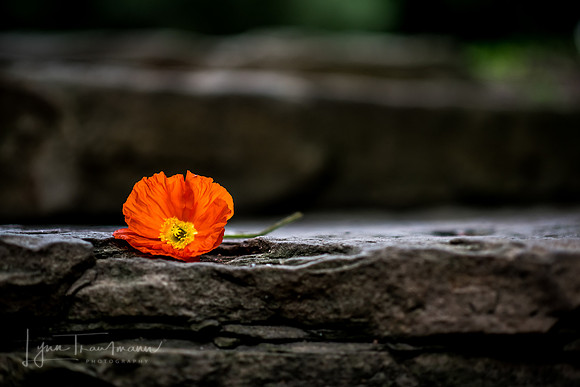 DSC_1766-1
